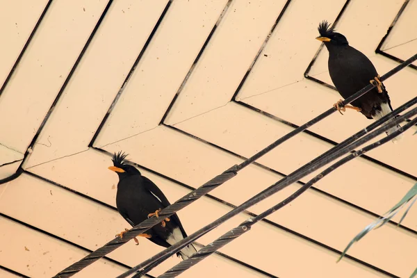 Птица стоит под крышей — стоковое фото