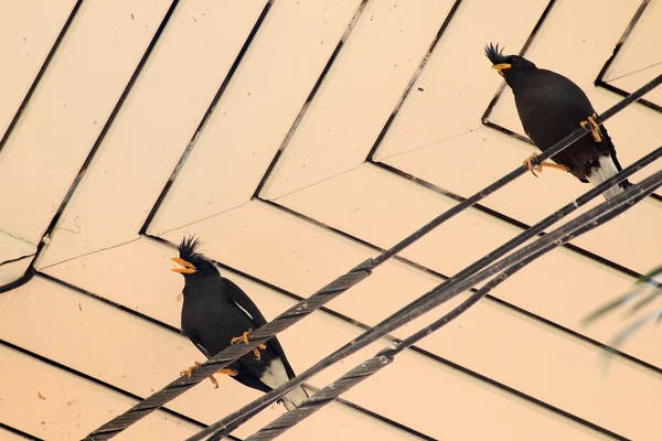 Птица стоит под крышей — стоковое фото