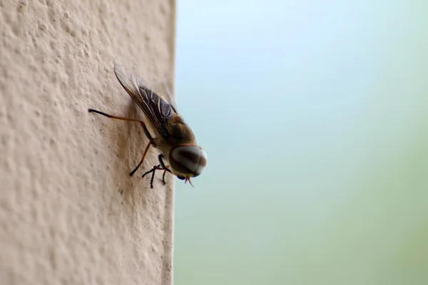 Cerrar la mosca en la pared —  Fotos de Stock