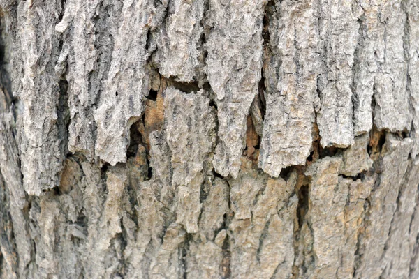 Bark texture and bark background — Stock Photo, Image