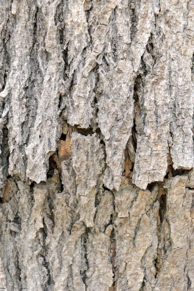 Bark texture and bark background — Stock Photo, Image