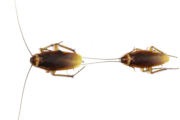 Cockroach on the white background
