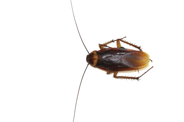 Cucaracha sobre el fondo blanco — Foto de Stock