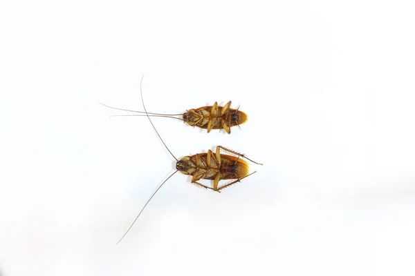 Cucaracha sobre el fondo blanco —  Fotos de Stock