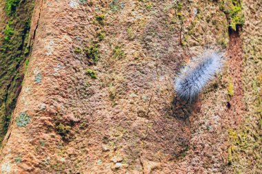  güzel büyük solucan hareketi ağaç üzerinde