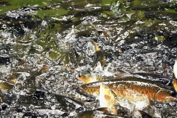 Shoal of fish in the waterfall — Stock Photo, Image