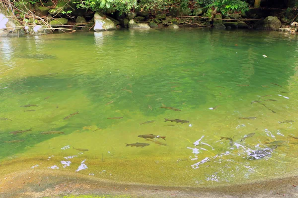 Shoal de poissons dans la cascade — Photo