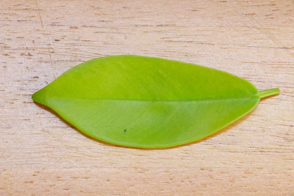 Wzór tekstury liść na tle drewna — Zdjęcie stockowe