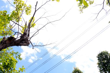 Öğleden sonra hafif zaman altında görünümü arka plan aşağıdan gökyüzü ve treetop