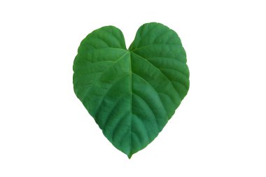 Yaprak doku deseninin whitte arka plan üzerinde