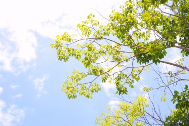 Öğleden sonra hafif zaman altında görünümü arka plan aşağıdan gökyüzü ve treetop