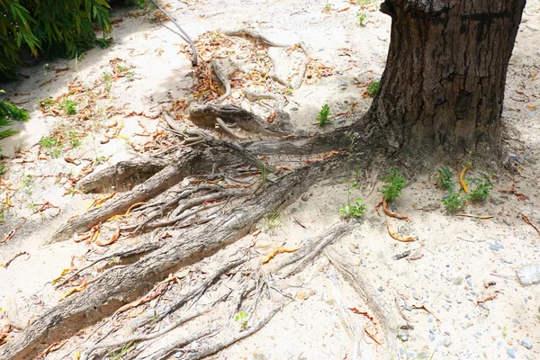 Bahçede ağaç kökü