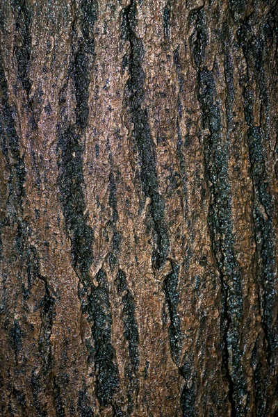 Wood-Texture — Stock Photo, Image
