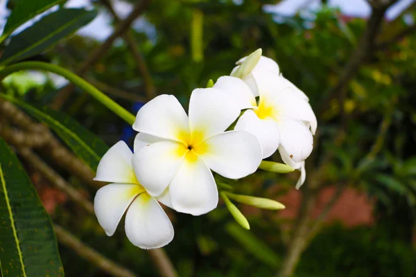 Flor — Fotografia de Stock