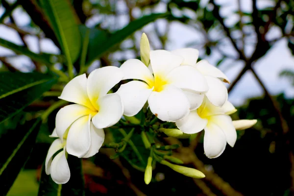 Flor — Fotografia de Stock