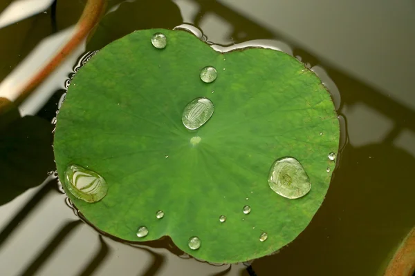 Flor — Fotografia de Stock