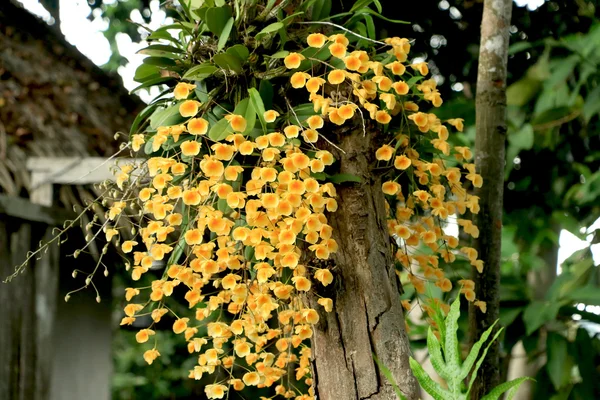 Flor — Fotografia de Stock