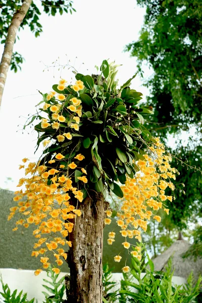 Flor — Foto de Stock