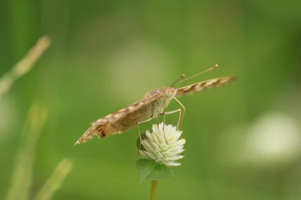 Dargonfiles — Stockfoto