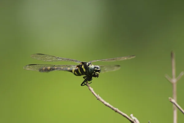 Dargonfiles en el fondo verde — Foto de Stock