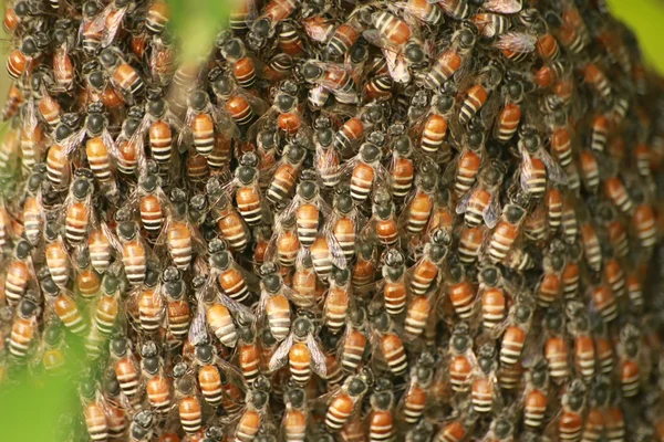 Biene und Heizkörper — Stockfoto