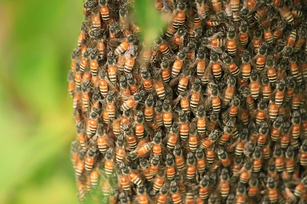 Бджола та радіатора — стокове фото