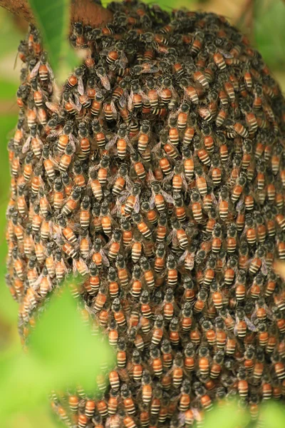 Abeja y radiador —  Fotos de Stock