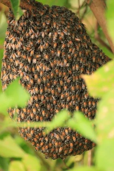 Abeja y radiador —  Fotos de Stock