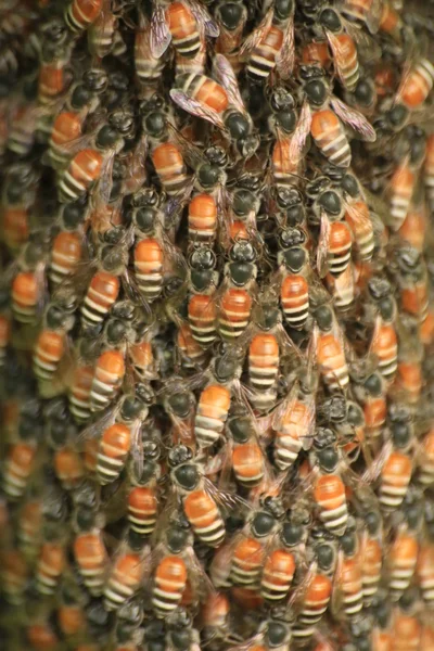 Bee and radiator — Stock Photo, Image