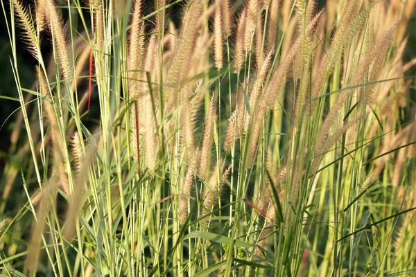 Herbe fleur sur le noir isolé — Photo