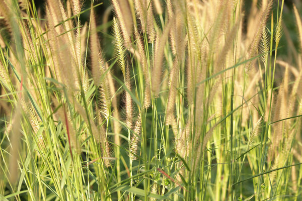 Травяной цветок на черной изолированной
