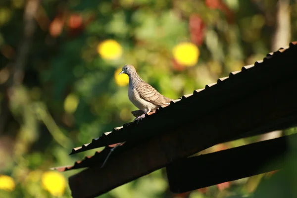 Fågel på loggen för natur bakgrund — Stockfoto