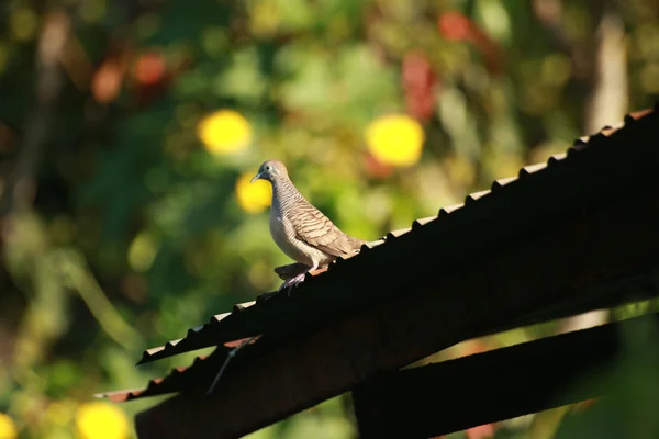 Fågel på loggen för natur bakgrund — Stockfoto