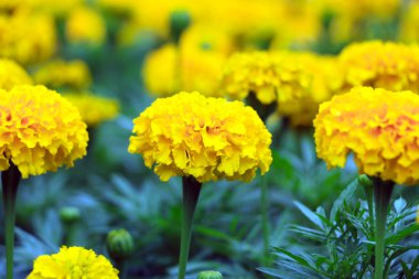 Kadife çiçeği çiçek (sarı )