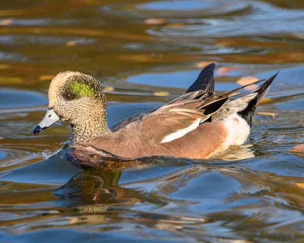 Beautiful American Wigeon Male Duck Swimming Lake Orange Brown Body — Stock Photo, Image