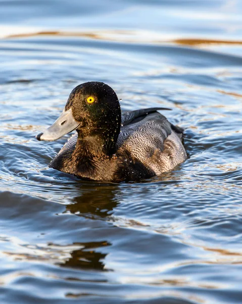 Hermoso Pato Macho Scaup Menor Nadando Lago Plumas Manchadas Negras —  Fotos de Stock