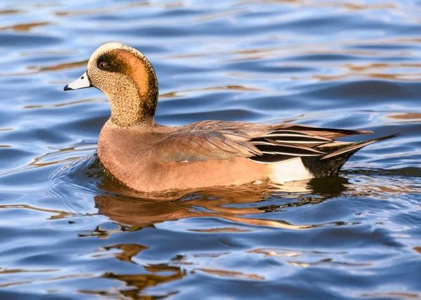 Beautiful American wigeon male duck swimming in the lake. Orange and brown body. spotted head, with orange and cream stripes. Grey bill.  Sunny day picture