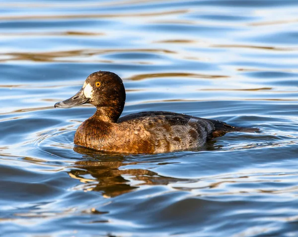 Belle Petite Coquille Femelle Canard Nageant Dans Lac Plumes Tachetées — Photo