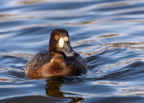 Mooie Mindere Scaup Vrouwelijke Eend Zwemmen Het Meer Bruine Gevlekte — Stockfoto