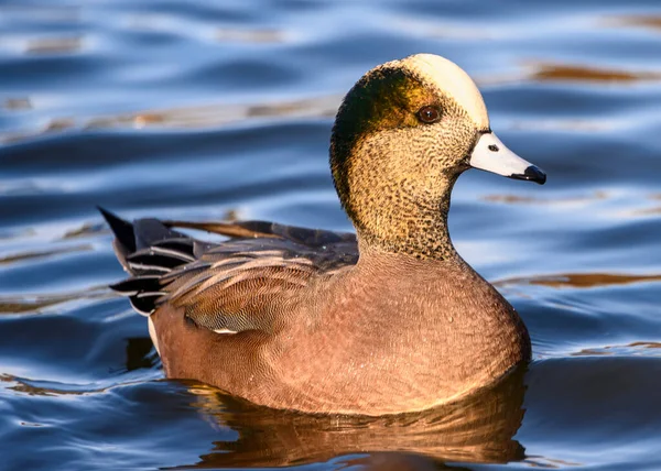 Beau Canard Mâle Wigeon Américain Nageant Dans Lac Corps Orange — Photo