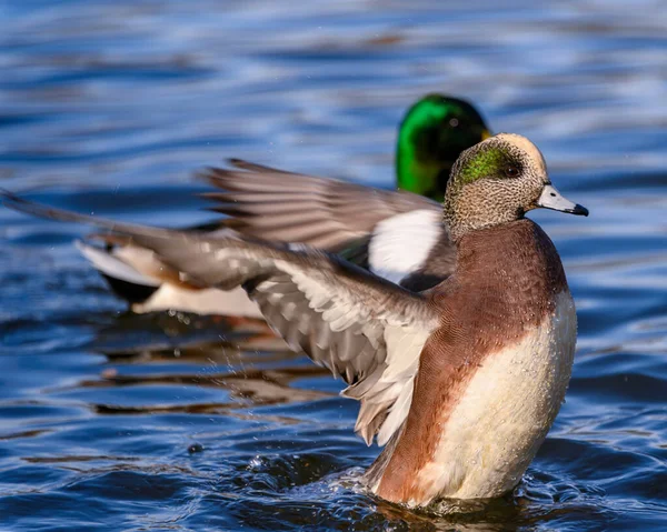 Beautiful American Wigeon Male Duck Swimming Lake Orange Brown Body — Stock Photo, Image