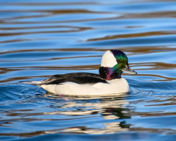 Atemberaubendes Büffelkopf Entenmännchen Schwimmt See Schöne Weiße Ente Mit Grünem — Stockfoto