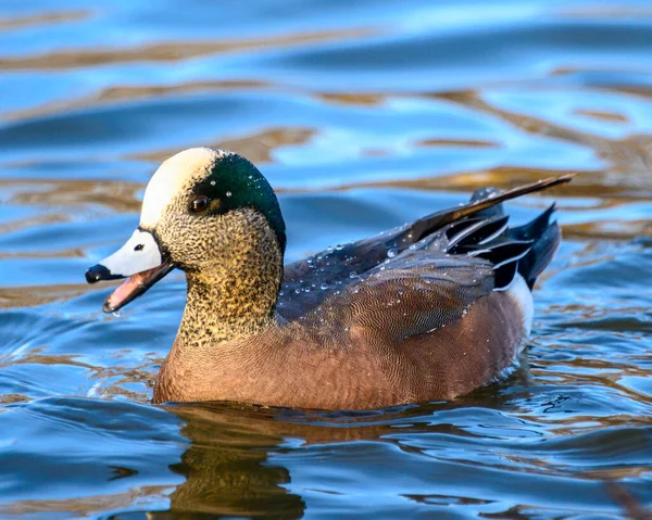 아름다운 비둘기 오리가 호수에서 헤엄치고 있습니다 주황색과 머리에 녹색과 크림색 — 스톡 사진