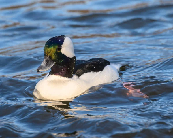 Superbe Canard Mâle Tête Buffle Nageant Dans Lac Beau Canard — Photo