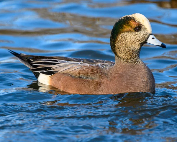 Schöne Amerikanische Widderente Die See Schwimmt Orange Und Brauner Körper — Stockfoto