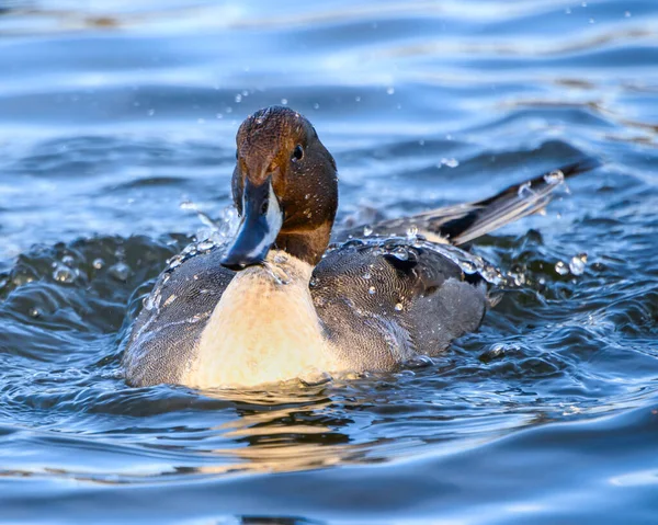 Beau Canard Pilet Nord Mâle Nageant Dans Lac Oiseau Gris — Photo