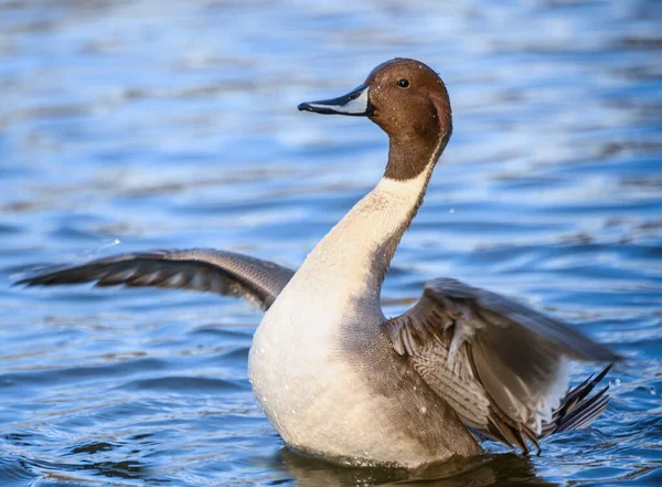 Krásný Severní Pintail Samec Kachny Plavání Jezeře Šedohnědý Pták Tenhle — Stock fotografie