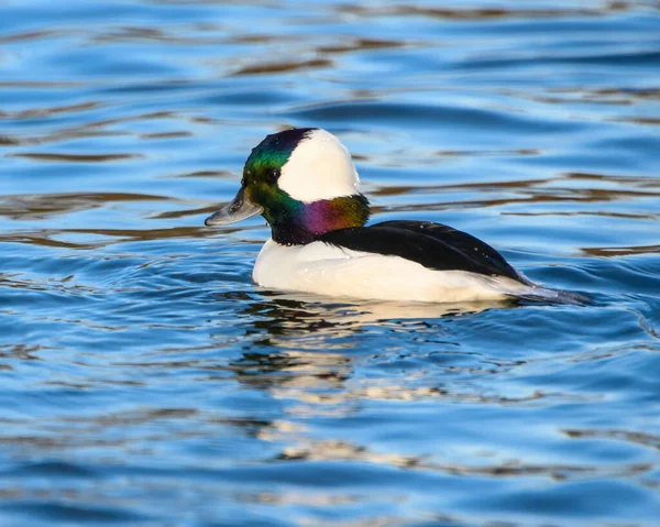 Stunning Bufflehead Male Duck Swimming Lake Beautiful White Duck Green — Stock Photo, Image