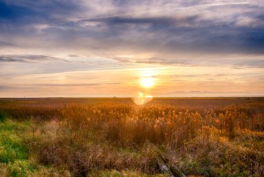 Göz kamaştırıcı gün batımı manzarası. Mercek ve güneş ışınları güzel bir manzara yaratır. Ön planda yeşil ve turuncu çimenler. Mavi ve mor, bulutlu gün batımı gökyüzü