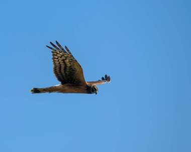 Mavi gökyüzüne karşı uçan kuzey harrier 'i. Bu yırtıcı kuşun kahverengi ve turuncu tüyleri var..